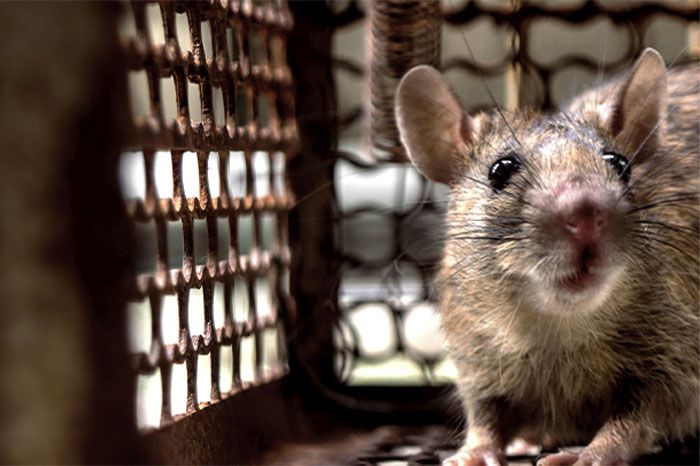 The Simple Trick to Keep Rodents Out of Your Home This Fall (Experts Swear By It!)