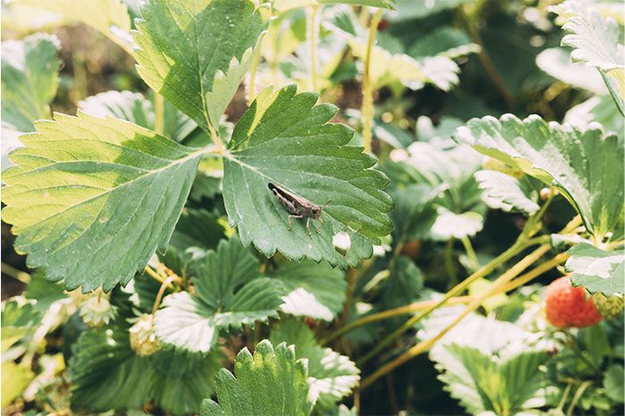 Keep Your Home and Garden Pest-Free All Year Long: Seasonal Pest Control Tips for Homeowners