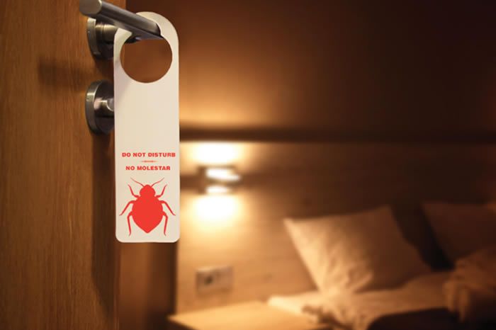 Dealing with Bed Bugs: Identification, Prevention, and Treatment