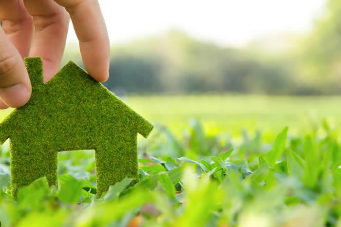 Eco-Friendly Pest Control Solutions for a Green Home