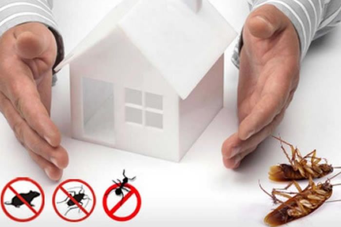 Signs You Need Professional Pest Control Services