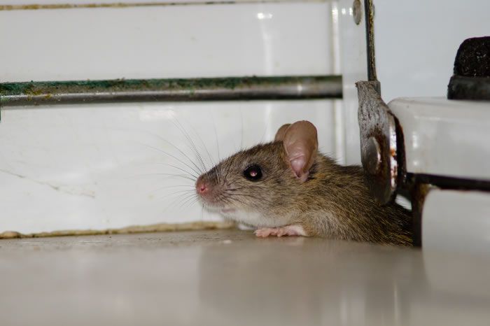 Keep Mice and Rats Out with These Simple Hacks! Best Baits for Rodents